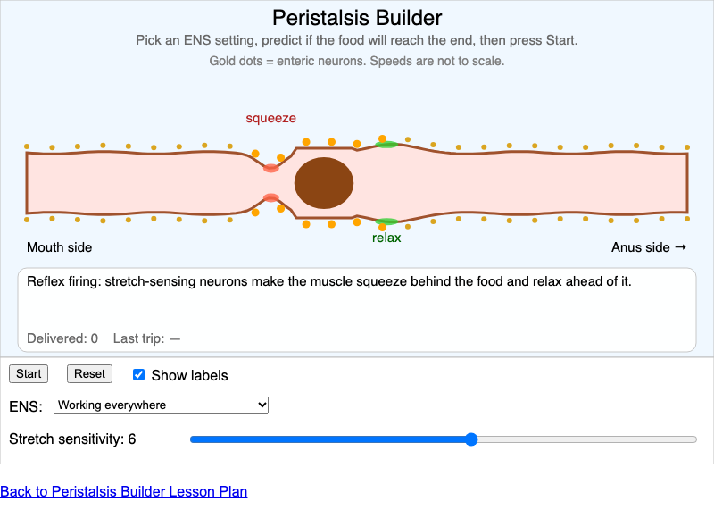 Peristalsis Builder screenshot