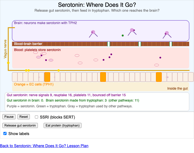 Serotonin: Where Does It Go? screenshot