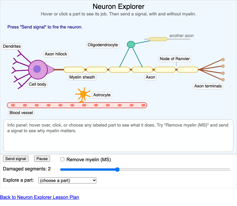 Neuron Explorer