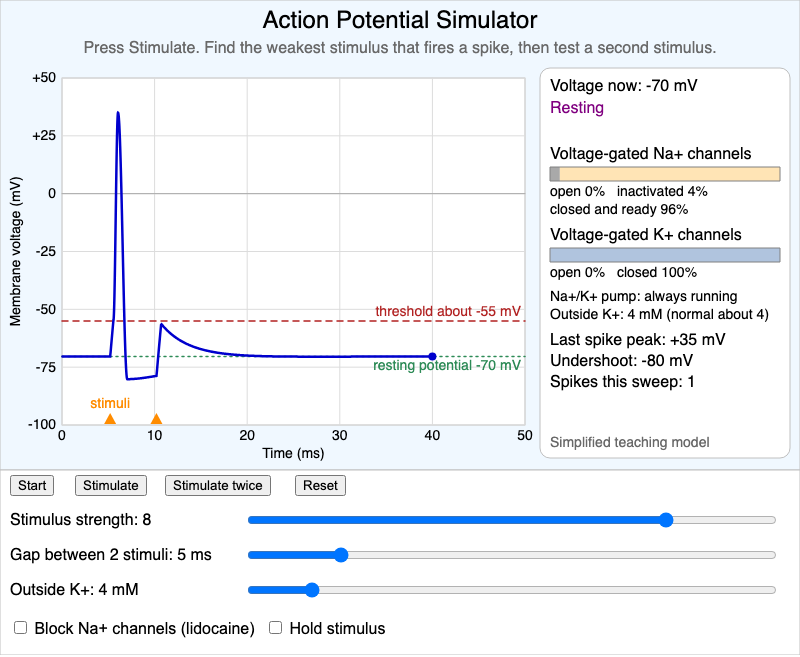 Action Potential Simulator