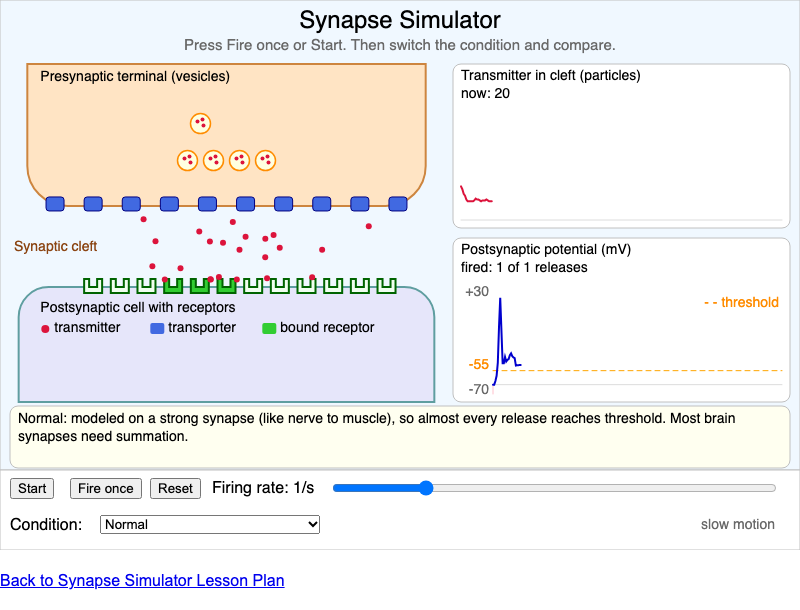 Synapse Simulator