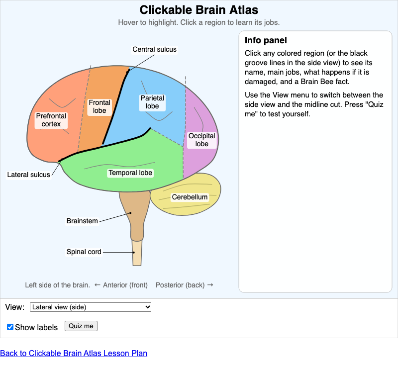 Clickable Brain Atlas