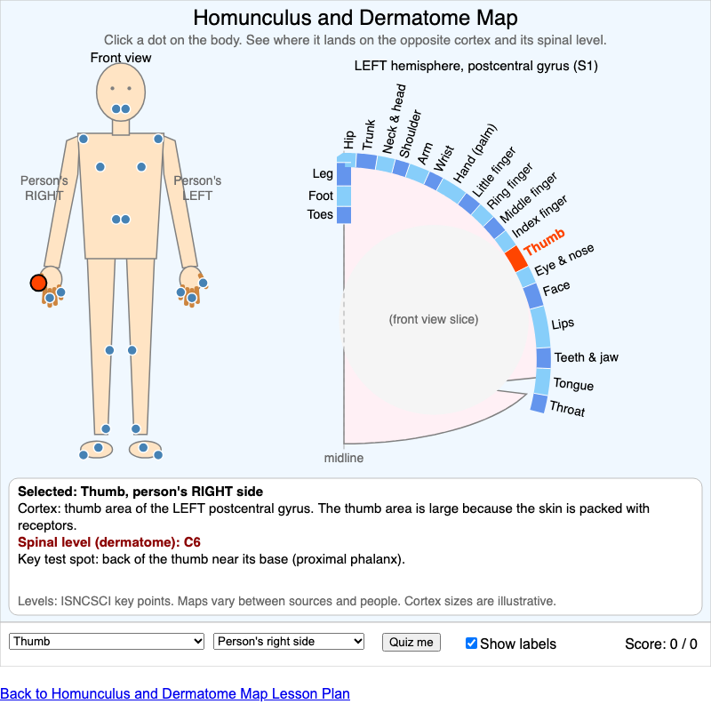 Homunculus and Dermatome Map