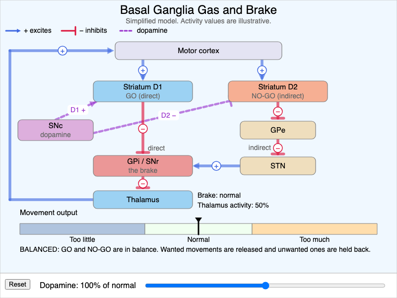 Basal Ganglia Gas and Brake