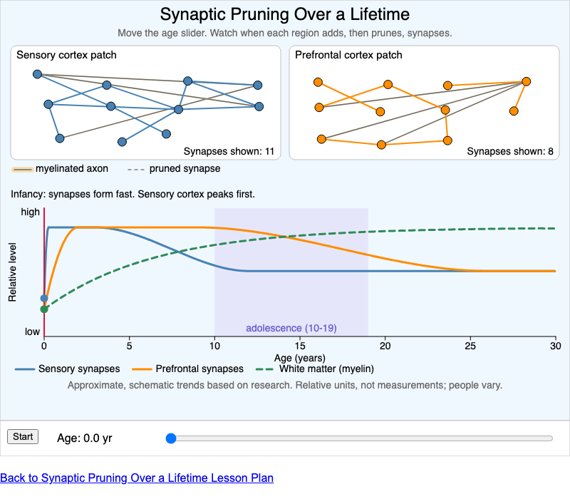 Synaptic Pruning Over a Lifetime