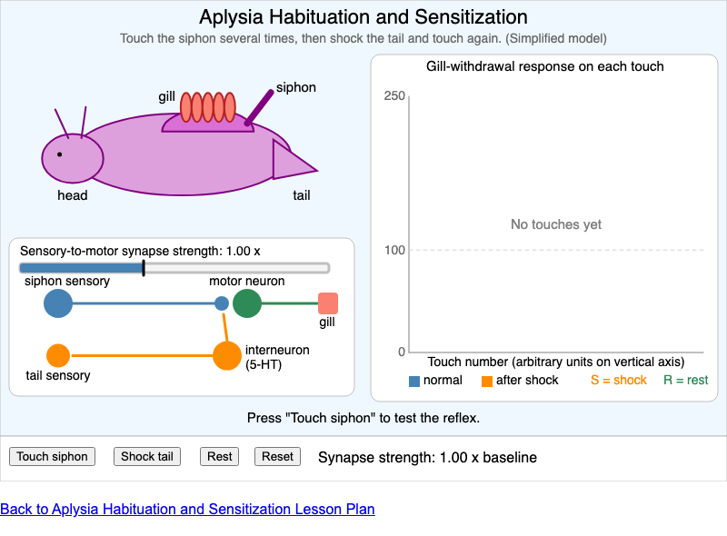 Aplysia Habituation and Sensitization