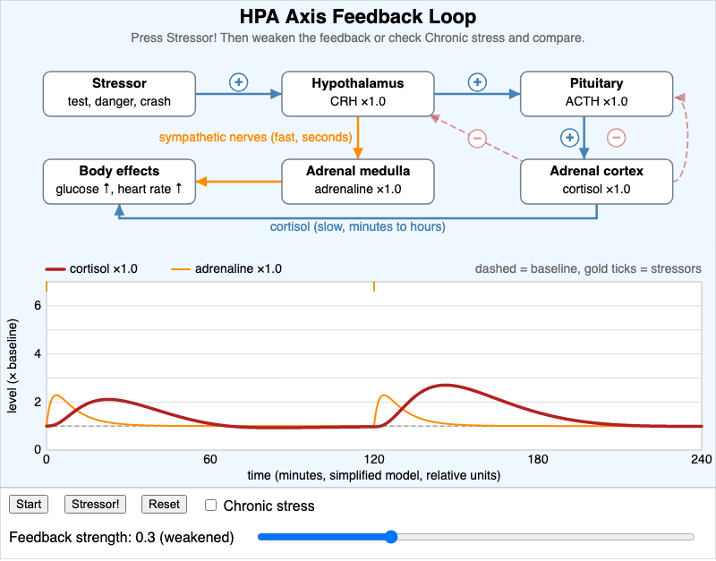 HPA Axis Feedback Loop