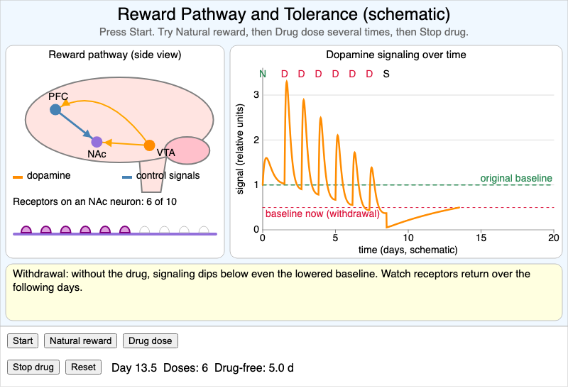 Reward Pathway and Tolerance